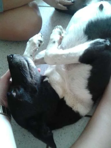 Cachorro ra a Vira Lata idade 7 a 11 meses nome Mocinha