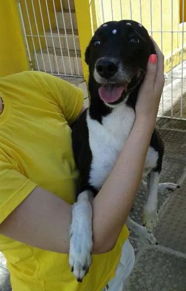Cachorro ra a Vira Lata idade 7 a 11 meses nome Mocinha