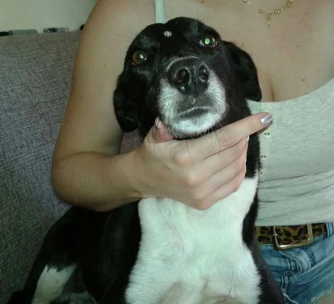 Cachorro ra a Vira Lata idade 7 a 11 meses nome Mocinha