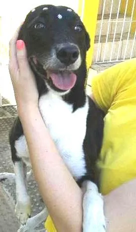 Cachorro raça Vira Lata idade 7 a 11 meses nome Mocinha