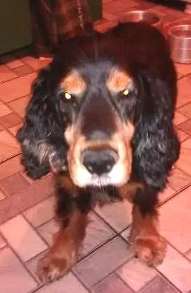 Cachorro raça Cocker idade 6 ou mais anos nome thor