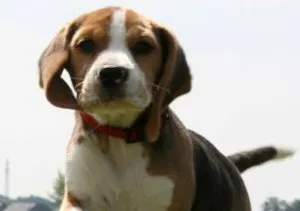 Cachorro raça Beagle idade 2 a 6 meses nome Miá