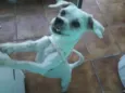 Lindo
