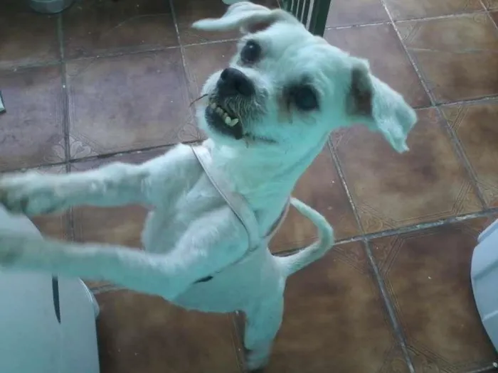 Cachorro ra a Lhasa Apso idade  nome Lindo