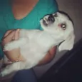 Lindo