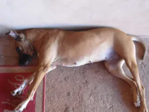 Cachorro raça  idade 3 anos nome Bia