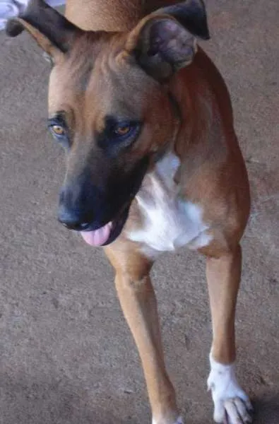Cachorro ra a  idade 3 anos nome Bia