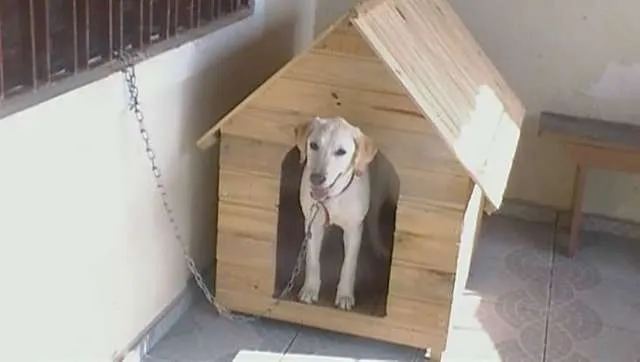 Cachorro raça LABRADOR idade Abaixo de 2 meses nome CACAU