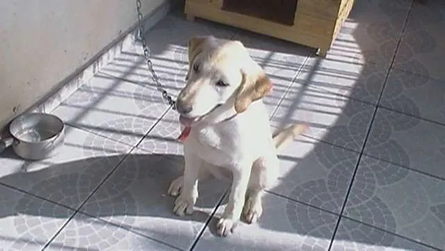 Cachorro raça LABRADOR idade Abaixo de 2 meses nome CACAU