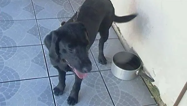 Cachorro raça LABRADOR idade Abaixo de 2 meses nome CACAU