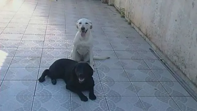 Cachorro raça LABRADOR idade Abaixo de 2 meses nome CACAU