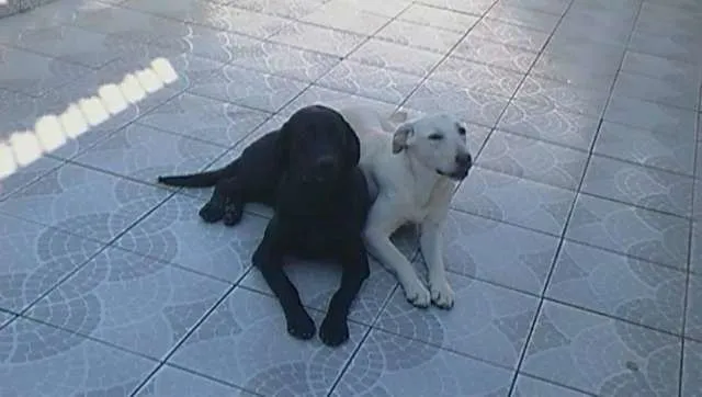 Cachorro raça LABRADOR idade Abaixo de 2 meses nome CACAU