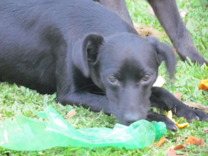 Cachorro ra a SRD idade 7 a 11 meses nome Luna