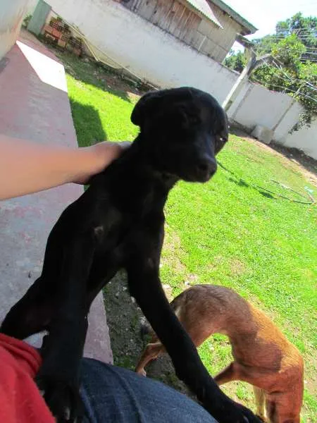 Cachorro ra a SRD idade 7 a 11 meses nome Luna