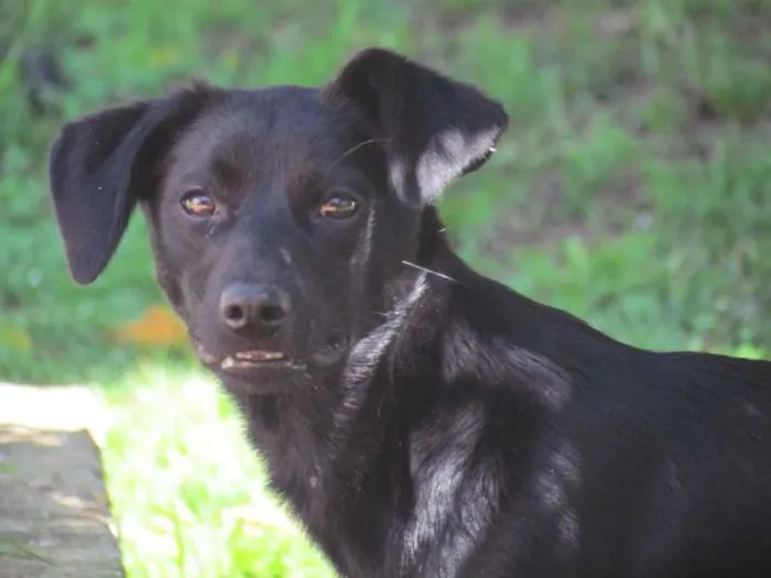 Cachorro ra a SRD idade 7 a 11 meses nome Luna