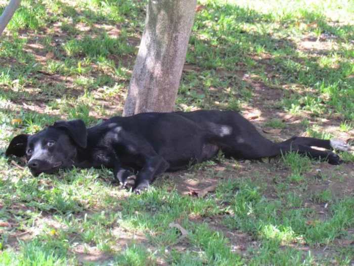 Cachorro ra a SRD idade 7 a 11 meses nome Luna