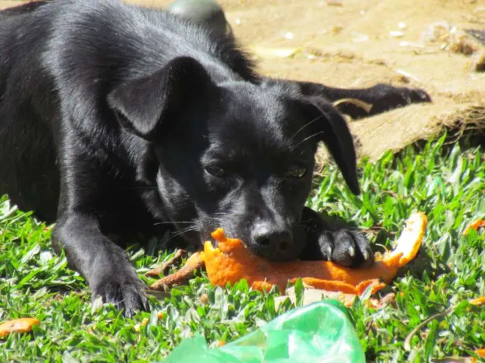 Cachorro ra a SRD idade 7 a 11 meses nome Luna