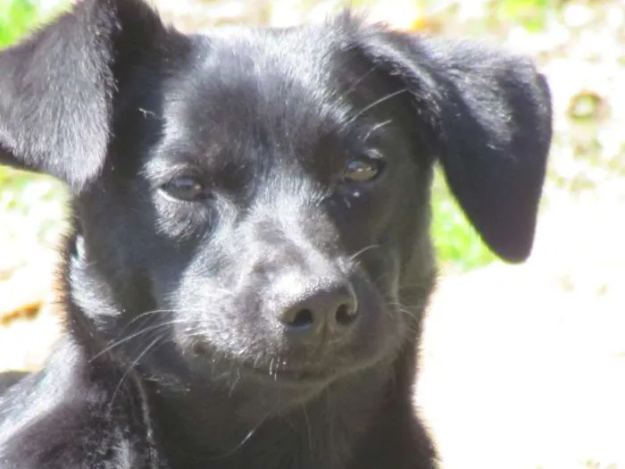 Cachorro ra a SRD idade 7 a 11 meses nome Luna