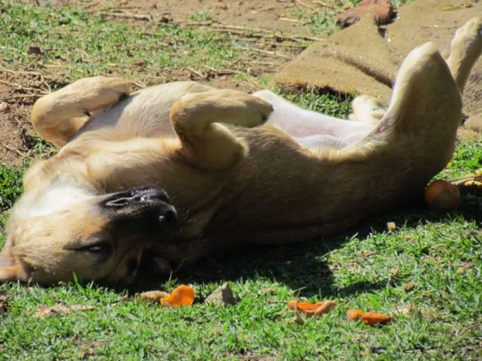 Cachorro ra a SRD idade 7 a 11 meses nome Meg