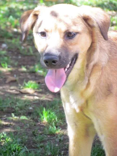 Cachorro ra a SRD idade 7 a 11 meses nome Meg