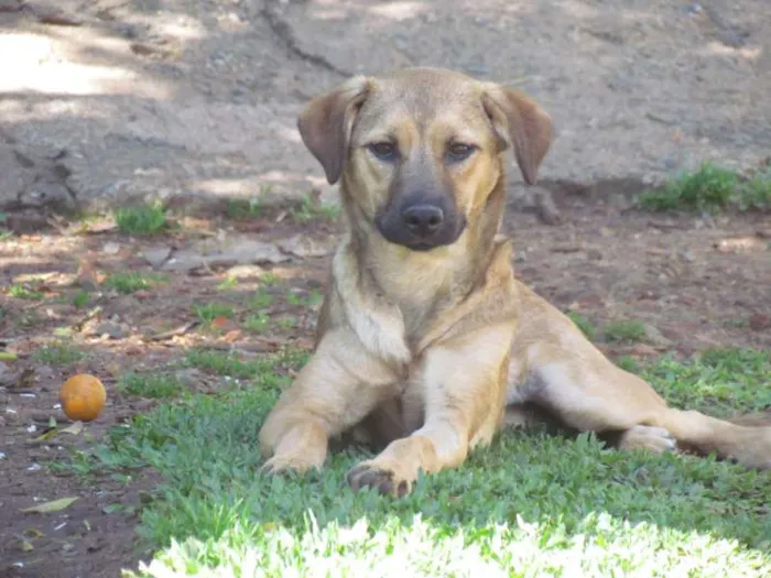Cachorro ra a SRD idade 7 a 11 meses nome Meg