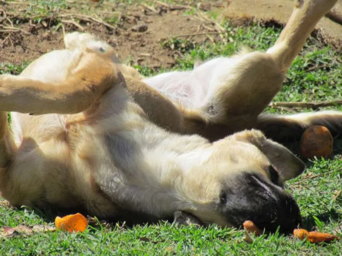 Cachorro ra a SRD idade 7 a 11 meses nome Meg