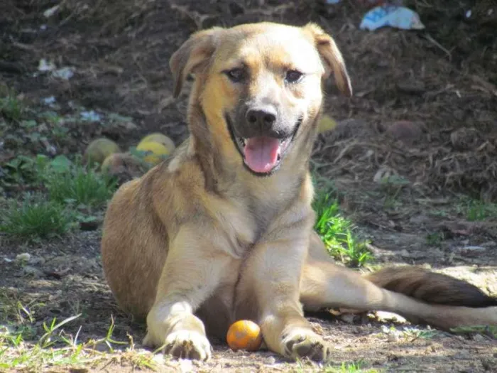 Cachorro ra a SRD idade 7 a 11 meses nome Meg