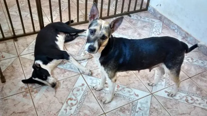 Cachorro raça vira-lata idade 2 anos nome sem nome