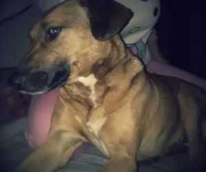 Cachorro raça SRD idade 4 anos nome Kely
