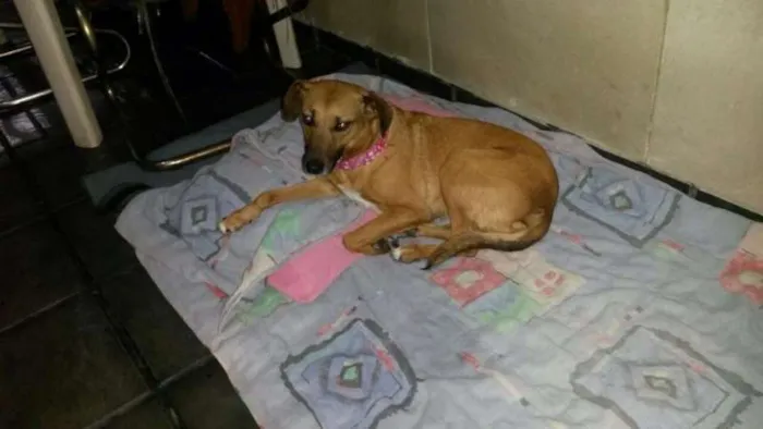 Cachorro ra a SRD idade 4 anos nome Kely