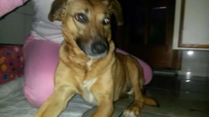 Cachorro ra a SRD idade 4 anos nome Kely
