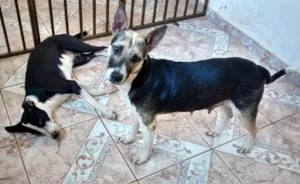 Cachorro raça vira-lata idade 2 anos nome sem nome