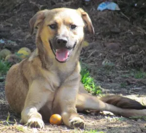 Cachorro raça SRD idade 7 a 11 meses nome Meg