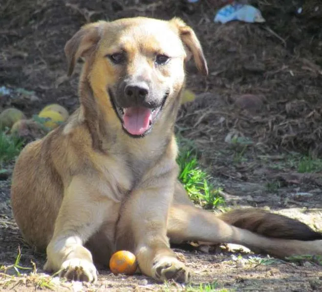 Cachorro ra a SRD idade 7 a 11 meses nome Meg