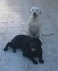 CACAU