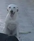 CACAU
