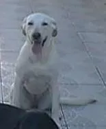 Cachorro raça LABRADOR idade Abaixo de 2 meses nome CACAU