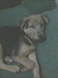 Mel