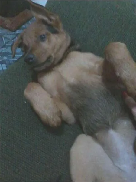 Cachorro ra a Rottweiler mestiça idade 2 a 6 meses nome Mel