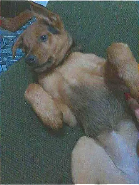 Cachorro ra a Rottweiler mestiça idade 2 a 6 meses nome Mel