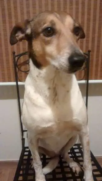 Cachorro ra a Vira-lata idade 3 anos nome Neguinha