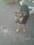 brisa