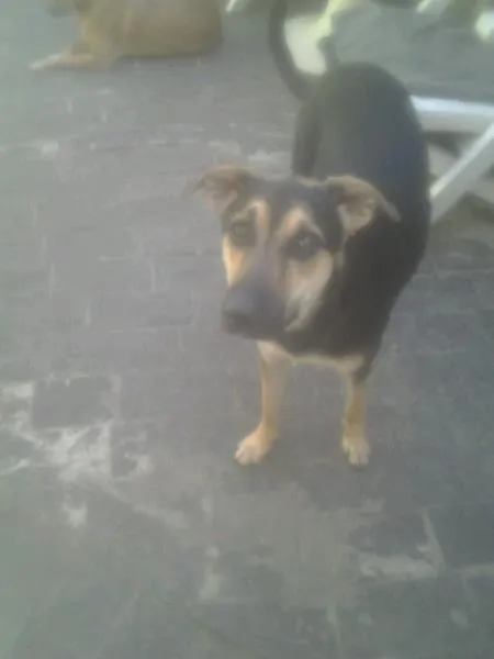 Cachorro raça srd idade 1 ano nome brisa