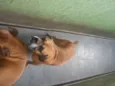 Thor e Lady