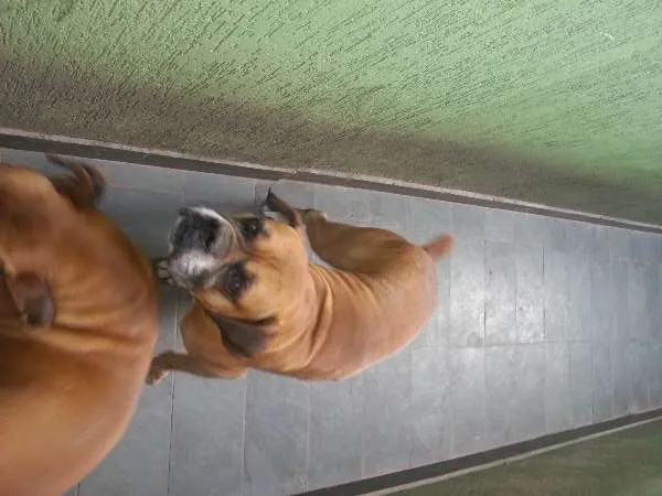 Cachorro ra a Boxer idade 5 anos nome Thor e Lady