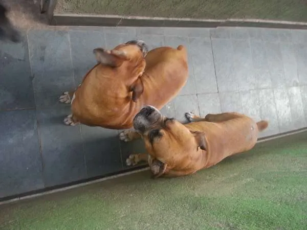 Cachorro ra a Boxer idade 5 anos nome Thor e Lady