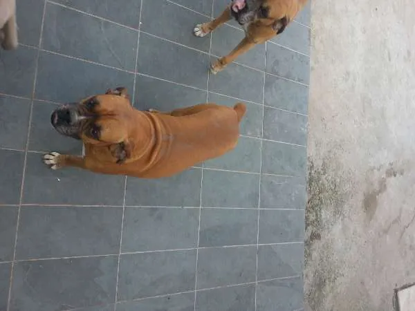 Cachorro ra a Boxer idade 5 anos nome Thor e Lady