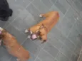 Thor e Lady