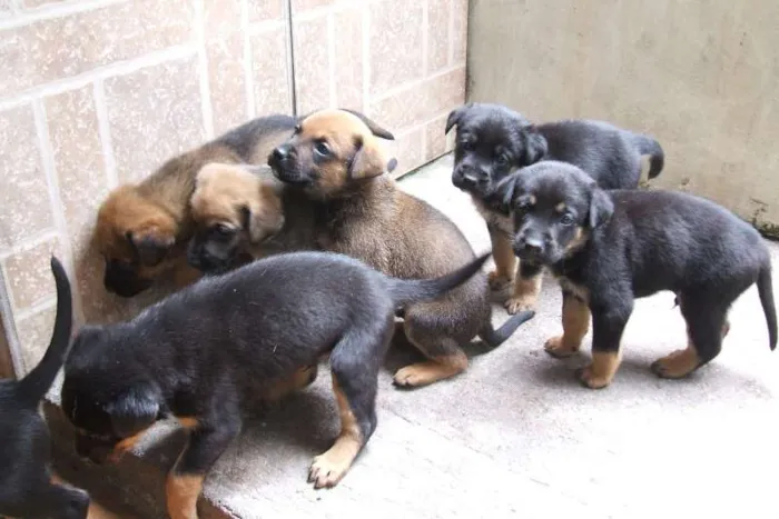 Cachorro ra a SRD idade Abaixo de 2 meses nome Filhotes
