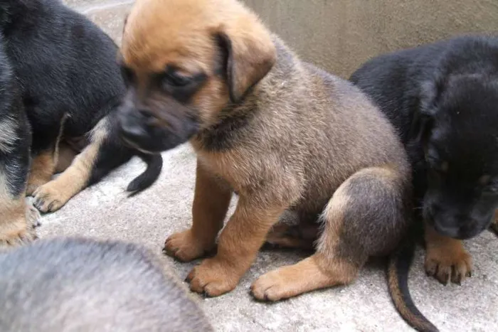 Cachorro ra a SRD idade Abaixo de 2 meses nome Filhotes